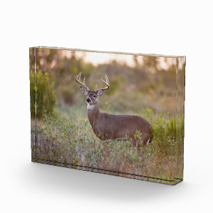 Weißwedelhirsch   Herbst in Texas Fotoblock