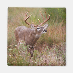 Weißwedelhirsch Herbst in Texas Magnet