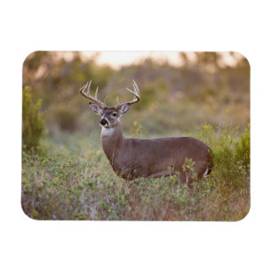 Weißwedelhirsch   Herbst in Texas Magnet