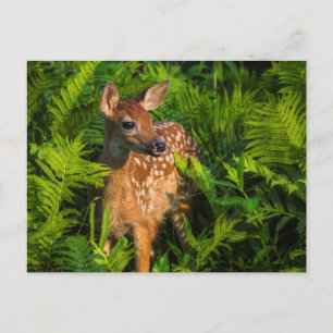 Weißwedelhirsch-Kalb   Minnesota Postkarte
