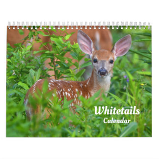 Weißwedelhirsch-Kalender Kalender