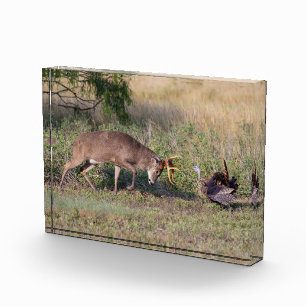 Weißwedelhirsch kämpft mit Wildtruthahn Fotoblock