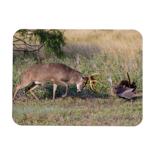 Weißwedelhirsch kämpft mit Wildtruthahn Magnet (Horizontal)