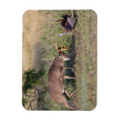 Weißwedelhirsch kämpft mit Wildtruthahn Magnet (Vertikal)