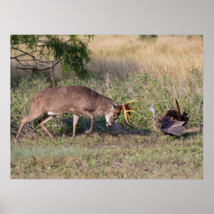 Weißwedelhirsch kämpft mit Wildtruthahn Poster