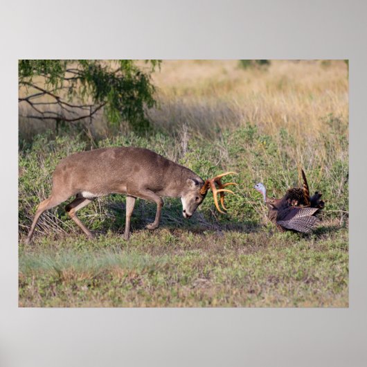 Weißwedelhirsch kämpft mit Wildtruthahn Poster (Vorne)
