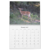 Weißwedelhirsch-Naturkalender Kalender (Jan 2027)