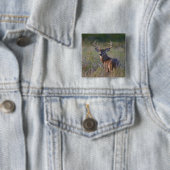 Weißwedelhirsch Odocoileus virginianus Button (Beispiel)