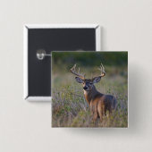 Weißwedelhirsch Odocoileus virginianus Button (Vorne & Hinten)