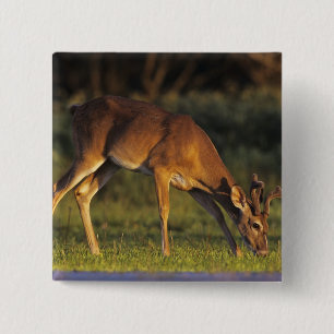 Weißwedelhirsch, Odocoileus virginianus Button