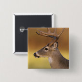 Weißwedelhirsch, Odocoileus virginianus, Button (Vorne & Hinten)