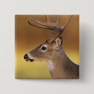 Weißwedelhirsch, Odocoileus virginianus, Button