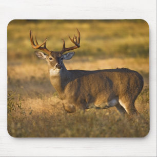 Weißwedelhirsch (Odocoileus virginianus) erwachsen Mousepad
