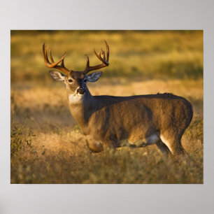 Weißwedelhirsch (Odocoileus virginianus) erwachsen Poster
