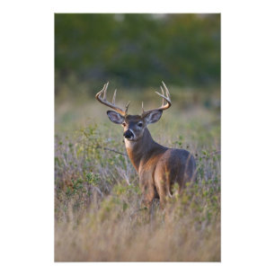 Weißwedelhirsch Odocoileus virginianus Fotodruck