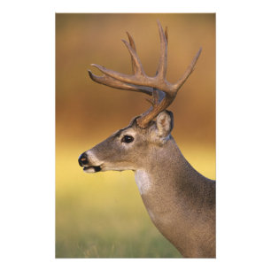 Weißwedelhirsch, Odocoileus virginianus, Fotodruck