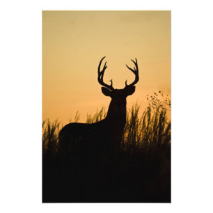 Weißwedelhirsch Odocoileus virginianus) Fotodruck