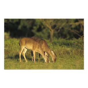 Weißwedelhirsch, Odocoileus virginianus Fotodruck