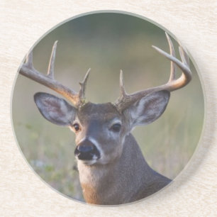 Weißwedelhirsch Odocoileus virginianus Getränkeuntersetzer