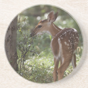 Weißwedelhirsch, Odocoileus virginianus Getränkeuntersetzer