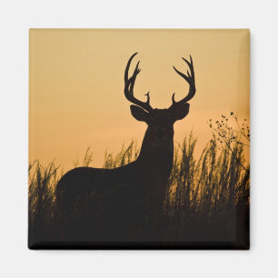 Weißwedelhirsch Odocoileus virginianus) Magnet