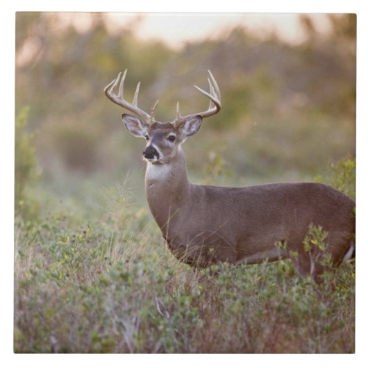 Weißwedelhirsch (Odocoileus virginianus) Männchen Fliese (Vorderseite)