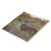 Weißwedelhirsch (Odocoileus virginianus) Männchen Fliese (Seite)