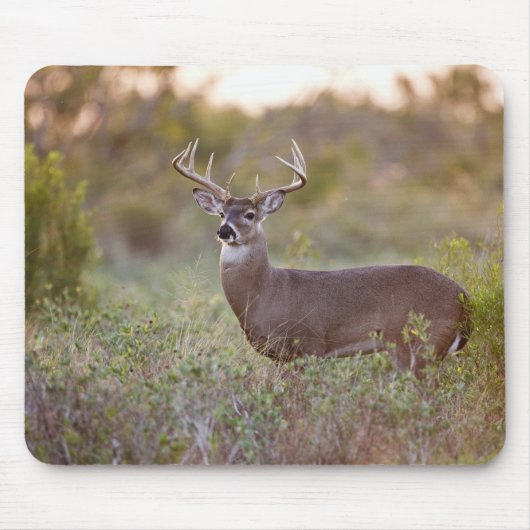 Weißwedelhirsch (Odocoileus virginianus) Männchen Mousepad (Vorne)