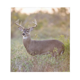 Weißwedelhirsch (Odocoileus virginianus) Männchen Notizblock