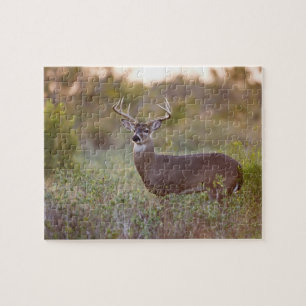 Weißwedelhirsch (Odocoileus virginianus) Männchen Puzzle