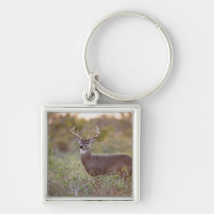 Weißwedelhirsch (Odocoileus virginianus) Männchen Schlüsselanhänger