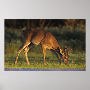 Weißwedelhirsch, Odocoileus virginianus Poster