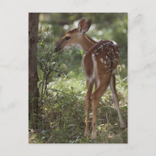Weißwedelhirsch, Odocoileus virginianus Postkarte