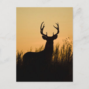 Weißwedelhirsch Odocoileus virginianus) Postkarte