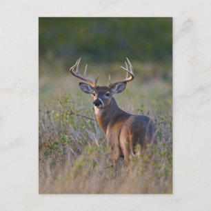 Weißwedelhirsch Odocoileus virginianus Postkarte