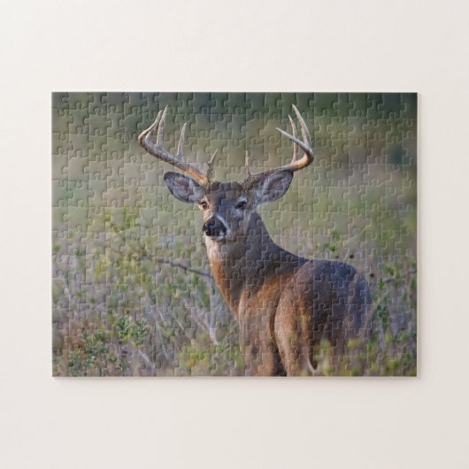 Weißwedelhirsch Odocoileus virginianus Puzzle (Horizontal)