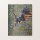 Weißwedelhirsch Odocoileus virginianus Puzzle (Vertikal)