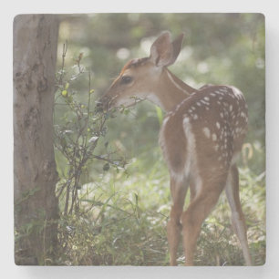 Weißwedelhirsch, Odocoileus virginianus Steinuntersetzer