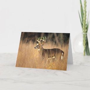 Weißwedelhirsch   Smoky Mountains Tennessee Karte