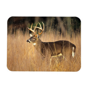 Weißwedelhirsch Smoky Mountains Tennessee Magnet