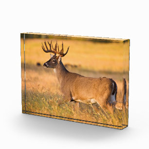 Weißwedelhirsch   Süd-TX Fotoblock