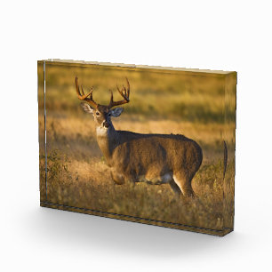 Weißwedelhirsch Südtexas Fotoblock