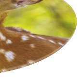 Weißwedelhirschkitz in der Maräne, Montana, USA Schneidebrett (Ecke)