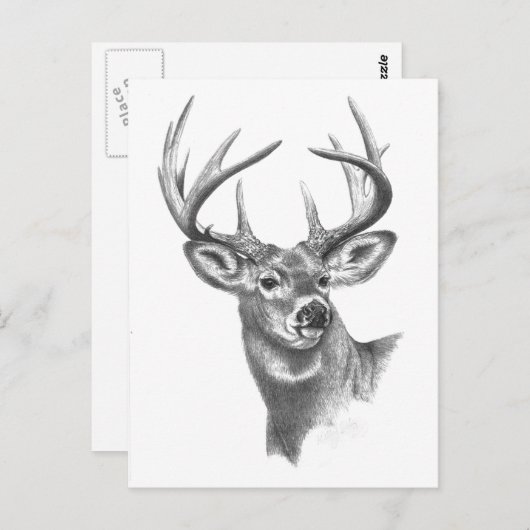 Weißwild 84 postkarte (Vorne/Hinten)