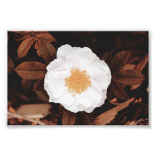 Weißwilde Rose auf kugelfarbenen Herbstblättern Fotodruck
