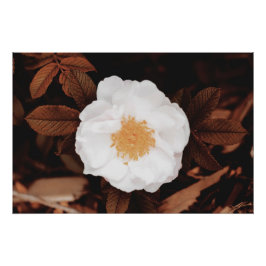 Weißwilde Rose auf kugelfarbenen Herbstblättern Poster