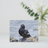 Weißwinged Scoter, Adak Island Postkarte (Stehend Vorderseite)