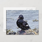 Weißwinged Scoter, Adak Island Postkarte (Vorne/Hinten)