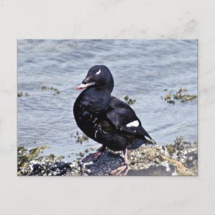 Weißwinged Scoter, Adak Island Postkarte