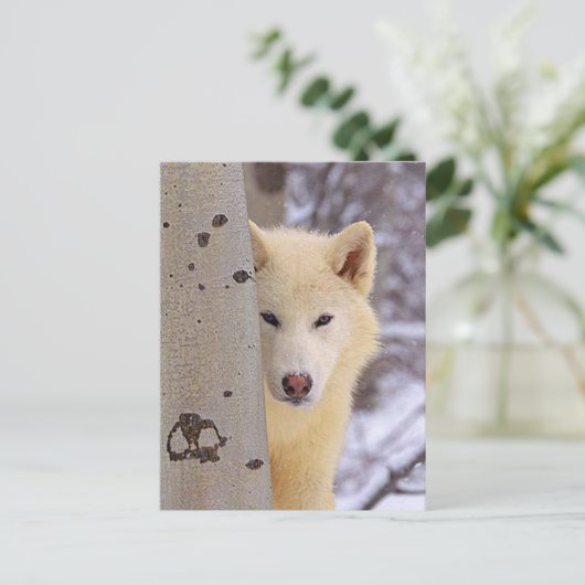 Weißwölfe Postkarte (Stehend Vorderseite)